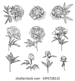 Cute Peony flower set in line art style isolated on white background. Vector illustration.