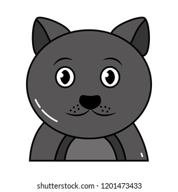 cute pet animal cat isolated image
