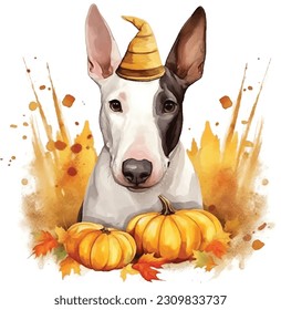 Cute Pet, cute animal, Thanksgiving, Pumpkin