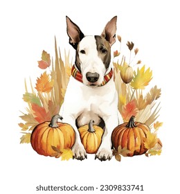 Cute Pet, cute animal, Thanksgiving, Pumpkin