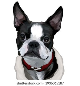 linda mascota, y también puede ser ceton para decoración casera