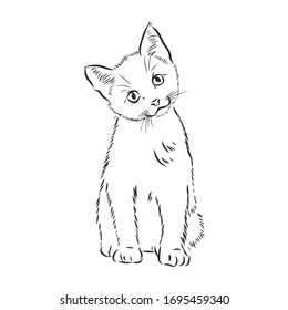 cute pet cat, realistic vector sketch illustration