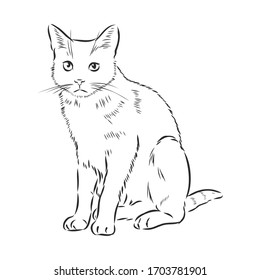 cute pet cat, realistic vector sketch illustration