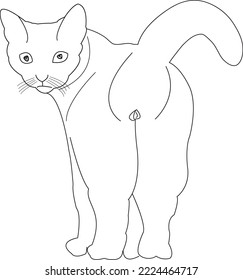 Cute Pet Cat Showing Butt