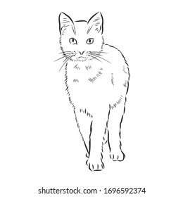 cute pet cat, vector sketch illustration