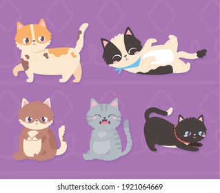 cute pets cat domestic animals on purple background vector illustration