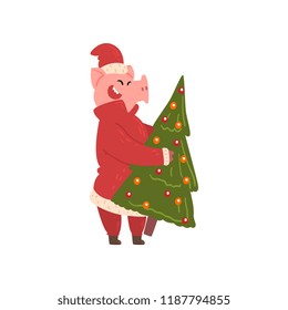 Cute pig carrying Christmas tree, funny piggy character dressed in Santa costume, Chinese symbol of New Year, design element for Christmas card, calendar, invitation vector Illustration