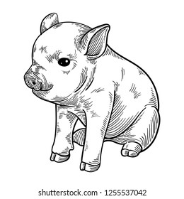 Cute Pig Illustration