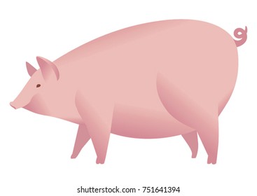 Cute pig illustration