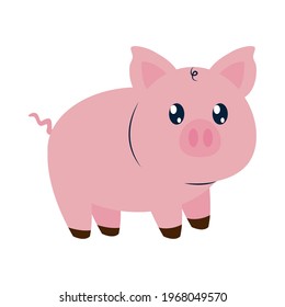 cute pig on white background