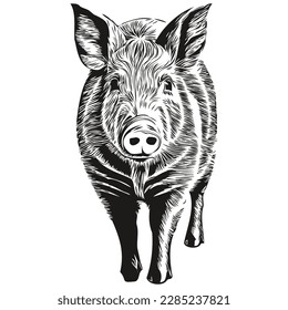 Cute Pig on white background, hand draw illustration hog
