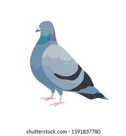 Cute pigeon flat vector illustration. City bird with dark grey plumage. Feathered dove side view. Urban fauna, feathery wildlife. Domesticated flying animal isolated on white background.