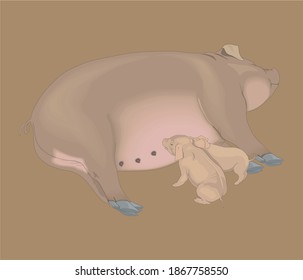 Cute piggy set. hand drawn illustration, isolated on white background. Premium Vector