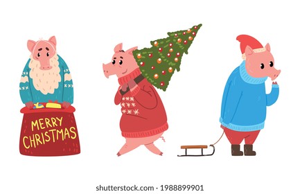 Cute Piglet Christmas Characters in Action Set, Pigs Dressed Warm Bright Clothes Carrying Christmas Tree and Red Gift Sack Cartoon Vector Illustration
