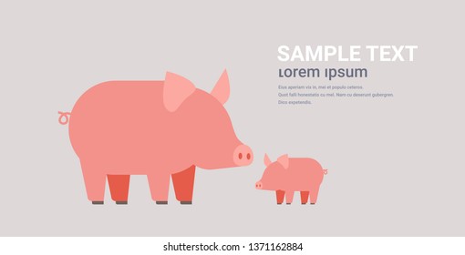 cute pigs family cartoon farm domestic animals husbandry grazing cattle concept flat horizontal copy space