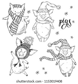 Cute pigs. Vector cartoon illustration,  isolated hand-drawn element for design, greeting card or invitation on a white background. Piggy - animal symbol of new year 2019.