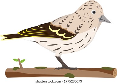 Cute Pine Siskin, bird from North America, backyard vector bird perching on a tree branch with lichen which can be isolated from the bird and with white background