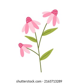 Cute pink echinacea with leaves isolated on white background. Vector illustration in hand-drawn flat style. Perfect for cards, logo, decorations, spring and summer designs. Botanical clipart.