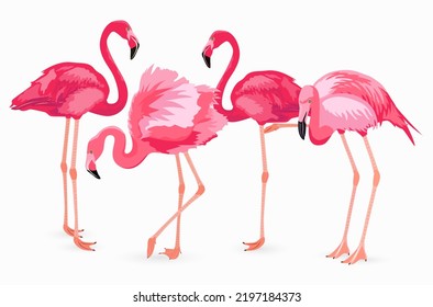 Cute Pink Flamingo collection on white background.