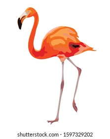 Cute pink flamingo. Exotic tropical bird. Vector illustration.