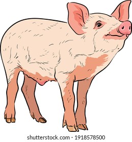 Cute-rosa-Ferkelzeichen. Vektorgrafik einzeln auf weißem Hintergrund, Stockgrafik