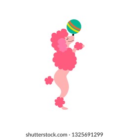 Cute Pink Poodle Dog Balancing with Ball, Funny Animal Performing in Circus Show Vector Illustration