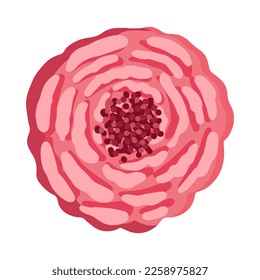 Cute pink rose bud. Botanical vector illustration isolated on white background for postcard, poster, ad, decor, fabric and other uses.