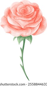 Cute Pink Rose for Design