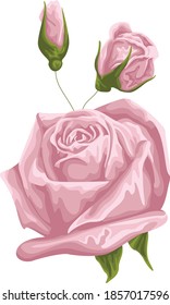 Cute Pink roses, i want to buy it
