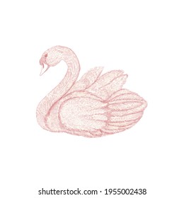 Cute pink Swan on white background. Romantic bird for your design. Hand drawn beautiful swan. Vector illustration.