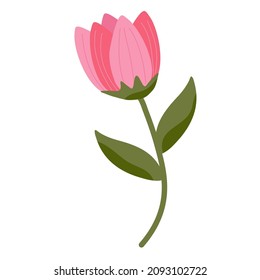 Vector de flor de tulipán rosado