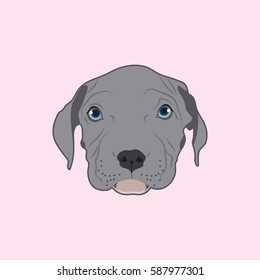 Cute Pitbull Dog