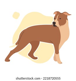 Cute Pitbull Dog Isolated Vector Image