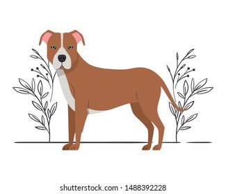 Cute Pitbull Dog On White Background