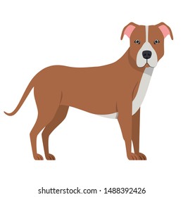 cute pitbull dog on white background