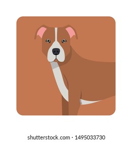 cute pitbull dog on white background