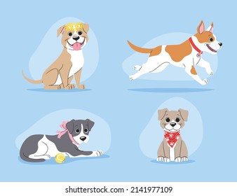 cute pitbull dog set vector