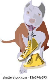 Cute pitbull terrier with a canvas shoes in teeth