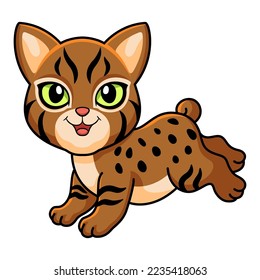 Cute pixie bob cat cartoon