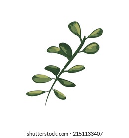 cute plant branch over white