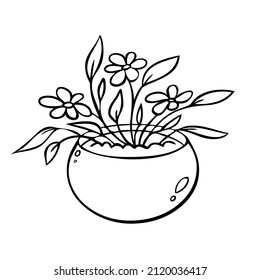 Plantas ricas en una maceta de flores. Ilustración vectorial de plantas interiores
