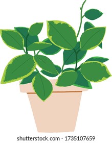 Cute plants in pots made of soil