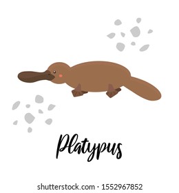 Cute platypus character with lettering isolated on white background. Vector illustration of Australian animal, wild life and fauna.
