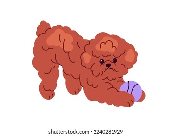 Cute playful Toy Poodle dog. Funny little puppy playing with ball. Miniature breed of hairy doggy, fluffy fuzzy pup pet during fun game. Flat graphic vector illustration isolated on white background