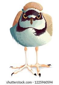 Cute plover is looking