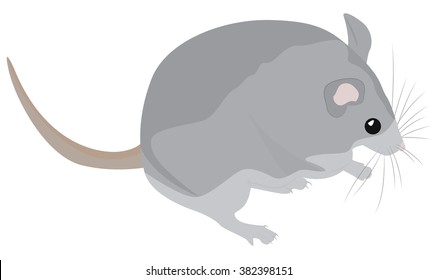 Cute plump cartoon gray mouse. Vector illustration
