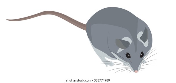Cute plump cartoon gray mouse. Vector illustration