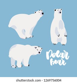 Cute polar bear set. Flat hand drawn vector design with handwritten lettering - polar bear. Isolated cartoon illustration.