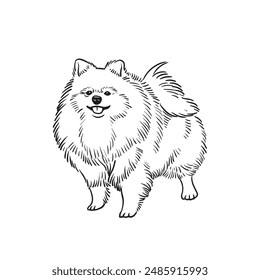 Cute pomeranian dog sketch hand drawn in Vector illustration
