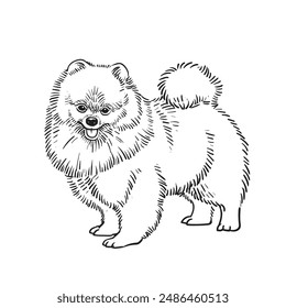 Cute pomeranian dog sketch hand drawn in Vector illustration
